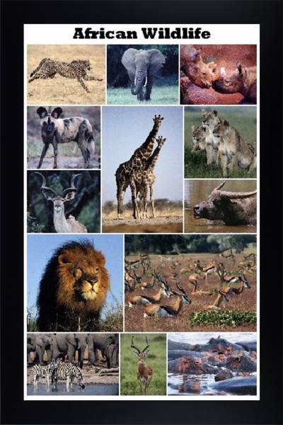 African Wildlife