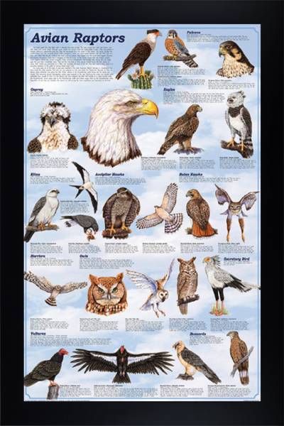 Birds - Avian Raptors
