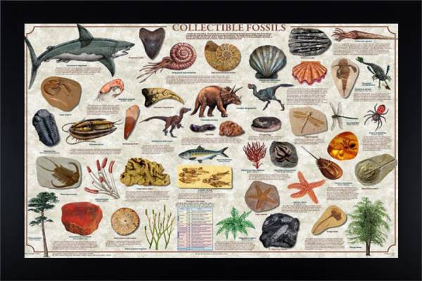 Collectible Fossils