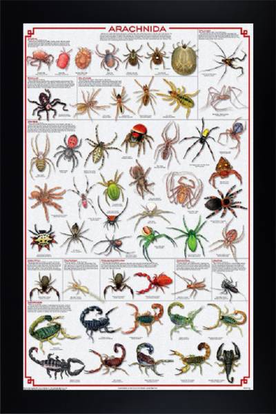 Spiders - Arachnida